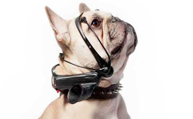 Inventan gadget que traduce los ladridos de los perros