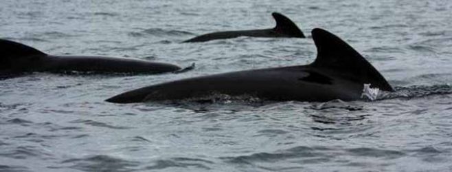 Mueren 39 ballenas piloto que estaban varadas en una playa