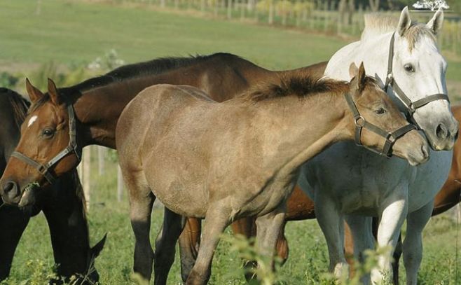 Las fotos pertenecen al sitio web del haras Cuatro Piedras: www.cuatropiedras.com