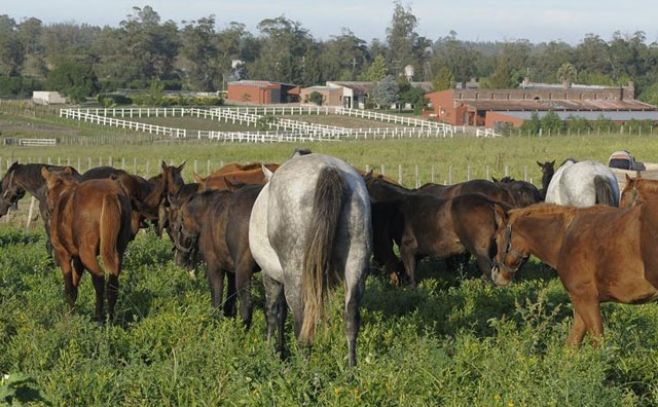 Las fotos pertenecen al sitio web del haras Cuatro Piedras: www.cuatropiedras.com