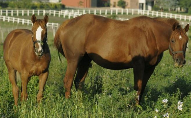 Las fotos pertenecen al sitio web del haras Cuatro Piedras: www.cuatropiedras.com