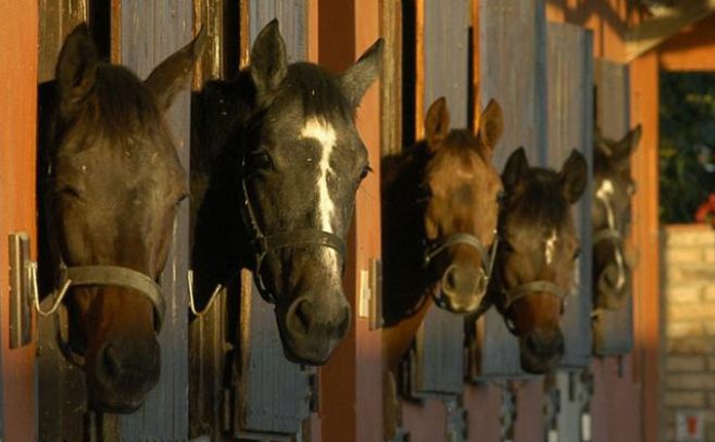 Las fotos pertenecen al sitio web del haras Cuatro Piedras: www.cuatropiedras.com