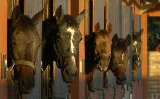 Comprar un caballo "es una esperanza, sueño y pasión" Comprar un caballo "es una esperanza, sueño y pasión"