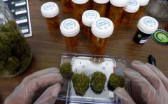 El Estado es responsable "de dar nuevas generaciones de médicos que estén formados" en el uso medicinal de cannabis