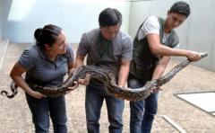 Hallan una boa de tres metros con 60 crías