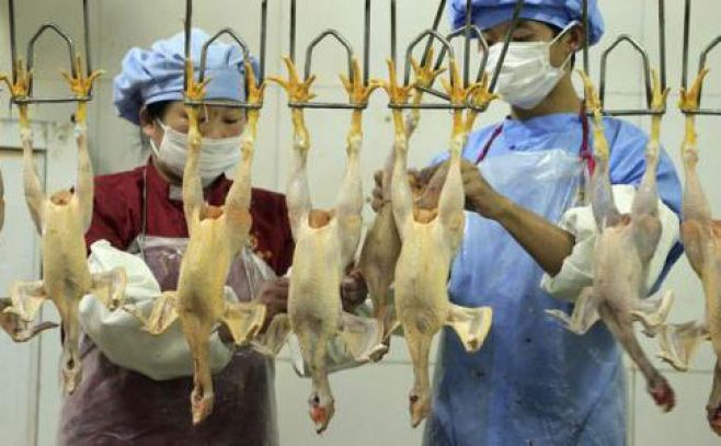 Canadá: un muerto por virus H5N1 tras regresar de China