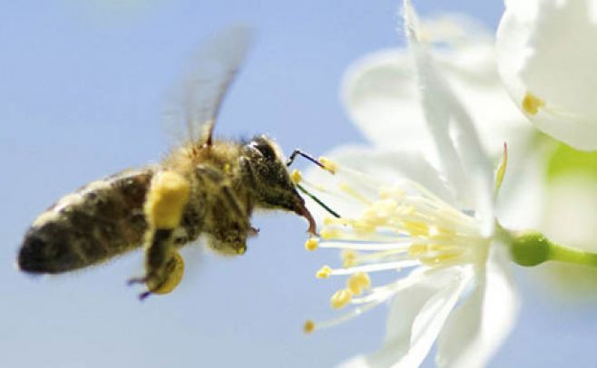 Viena se convierte en un refugio ideal para las abejas