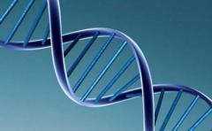 Identifican ADN que regula actividad en el páncreas