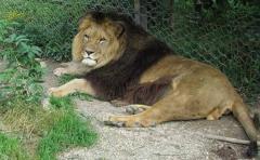 El león del Atlas no podrá volver a las montañas