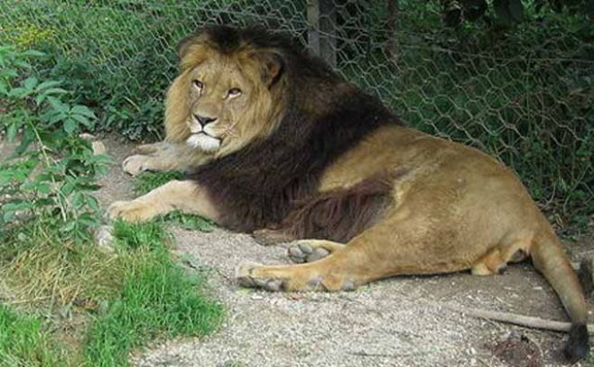 El león del Atlas no podrá volver a las montañas