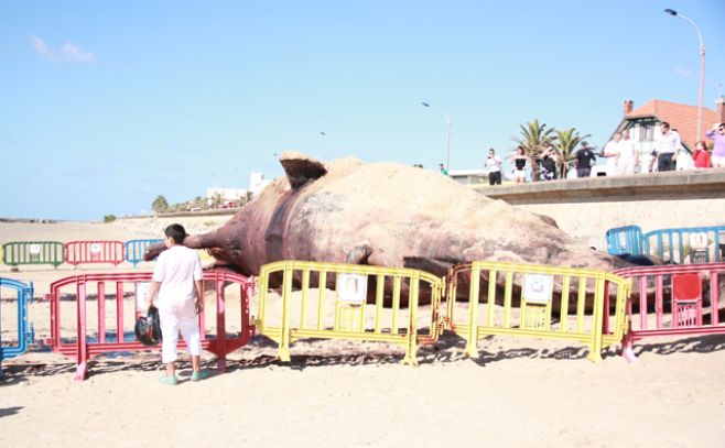 Culminaron las obras de limpieza en la playa de Carrasco