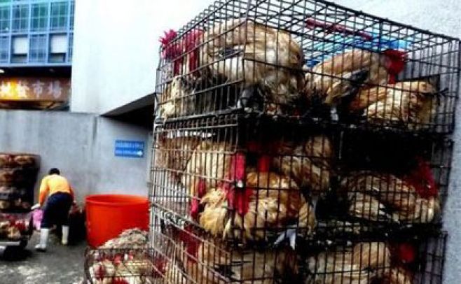 Corea del Sur confirmó nuevo brote de gripe aviar