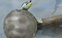 Científicos descubren en Portugal una tortuga jurásica