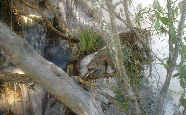 Una cueva con murciélagos en el corazón de la Ciudad Vieja. Una propuesta del Museo Nacional de Historia Natural.