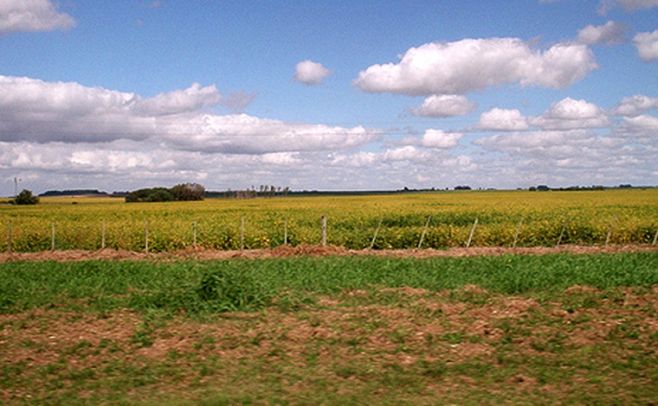 Uruguay tiene el mejor nivel de forestación y calidad de aire