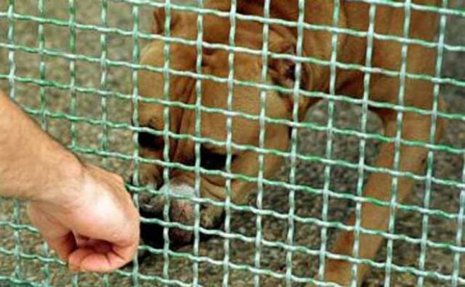 Dueño de Pit Bull que atacó a mujer fue procesado sin prisión Dueño de Pit Bull que atacó a mujer fue procesado sin prisión