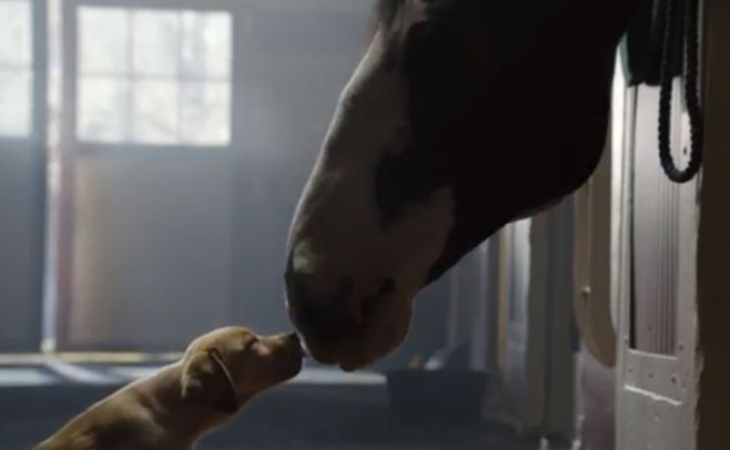 La emotiva amistad entre un caballo y un perro