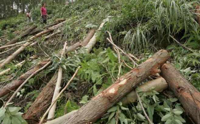 El tráfico de drogas contribuye a la deforestación