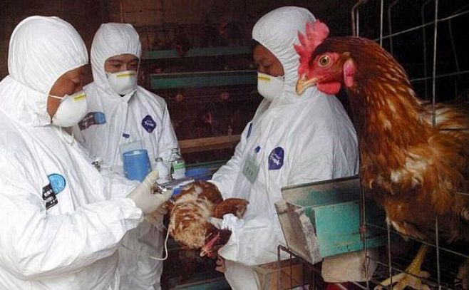 Gripe aviar: 22 muertos en China en lo que va de año