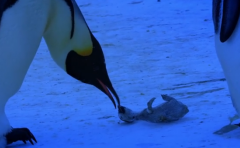 Emocionante video: pingüinos lloran la muerte de su cría