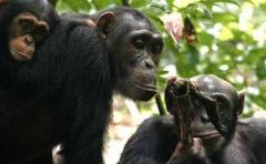 Chimpancés valoran vínculos de clanes enemigos en conflictos