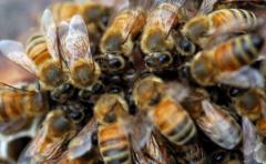 Cuatro meses de prisión por matar dos millones de abejas