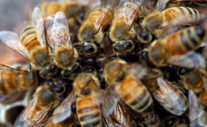 Cuatro meses de prisión por matar dos millones de abejas