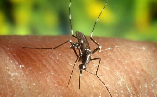 Nazis estudiaron contagiar de malaria a los aliados