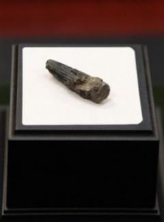 Hallan en Malasia el fósil de dinosaurio más antiguo