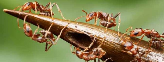 Hormigas hacen balsas para salvar a reina en inundaciones