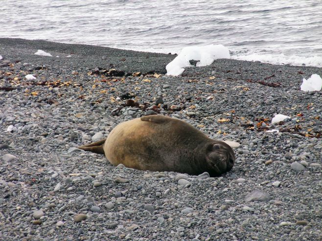 Foca de Weddell. Gonzalo Sobral