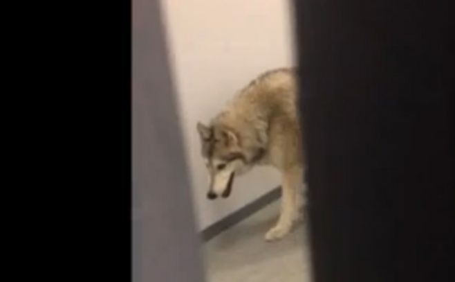 Deportista en Sochi se topó con un lobo en la villa olímpica