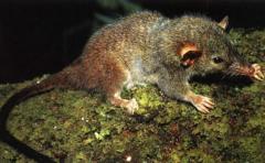 Nueva especie de marsupial muere por "exceso de sexo"