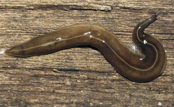 Hallan en Europa una especie de gusano invasor del Pacífico