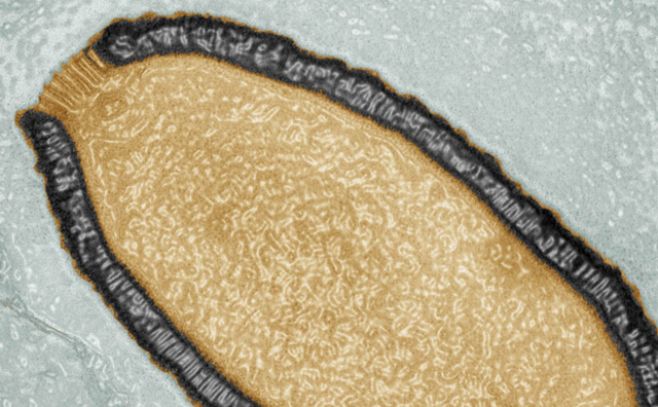 Revivió luego de 30.000 años un virus congelado en Siberia Revivió luego de 30.000 años un virus congelado en Siberia