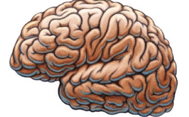 "Las personas terminan de tener cerebro adulto a los 25" "Las personas terminan de tener cerebro adulto a los 25"