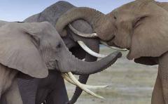 Los elefantes reconocen las voces humanas, según estudio