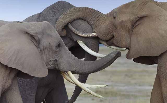 Los elefantes reconocen las voces humanas, según estudio