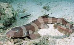 Nació el primer tiburón concebido artificialmente