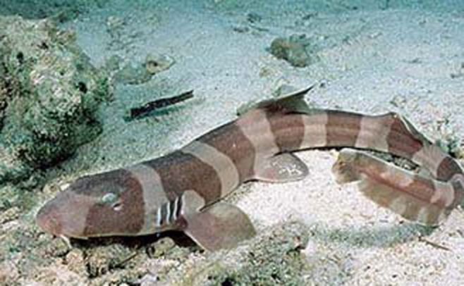 Tibur�n gato moteado. Doug Perrine