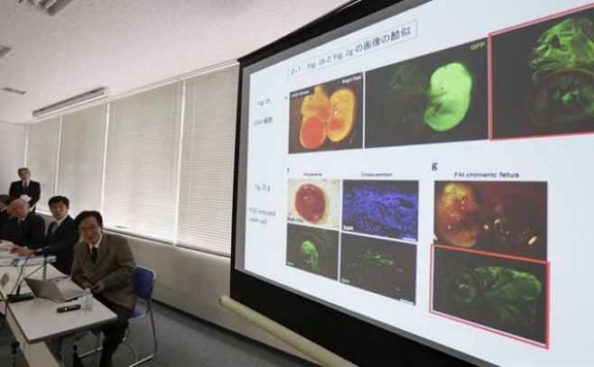 Células madres: japoneses se disculpan por anomalías