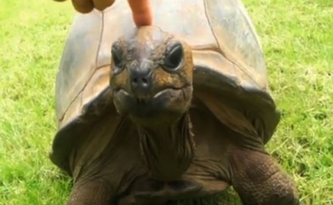 Una tortuga, el animal más viejo del mundo