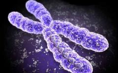 Científicos logran primer "cromosoma de diseño" a partir de levadura