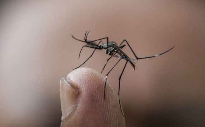 Mosquitos en Montevideo. EFE Archivo