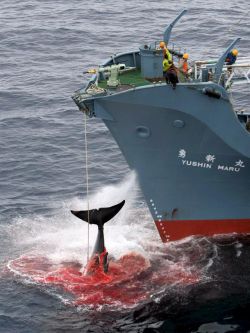 Japón tendrá que detener la caza de ballenas