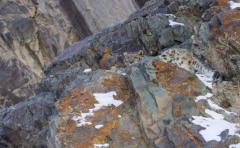 Encuentre al leopardo de las nieves en estas fotos