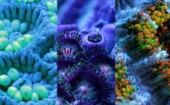 Impactante video: esponjas y corales en su hábitat natural