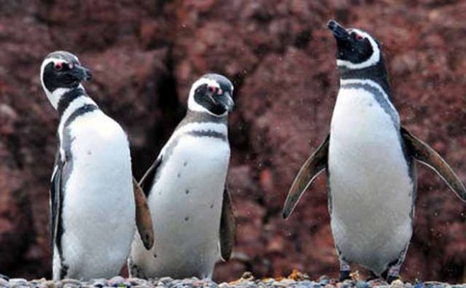 Cambio climático: pingüinos Magallanes amenazados