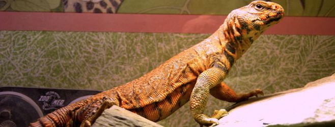 Un lagarto en extinción por su deliciosa carne
