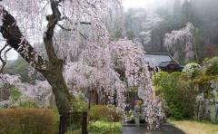 Espacio: asombro por cerezos que brotaron de semillas